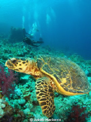 Hawksbill turtle at Ras Mohamed national park by Adolfo Maciocco 